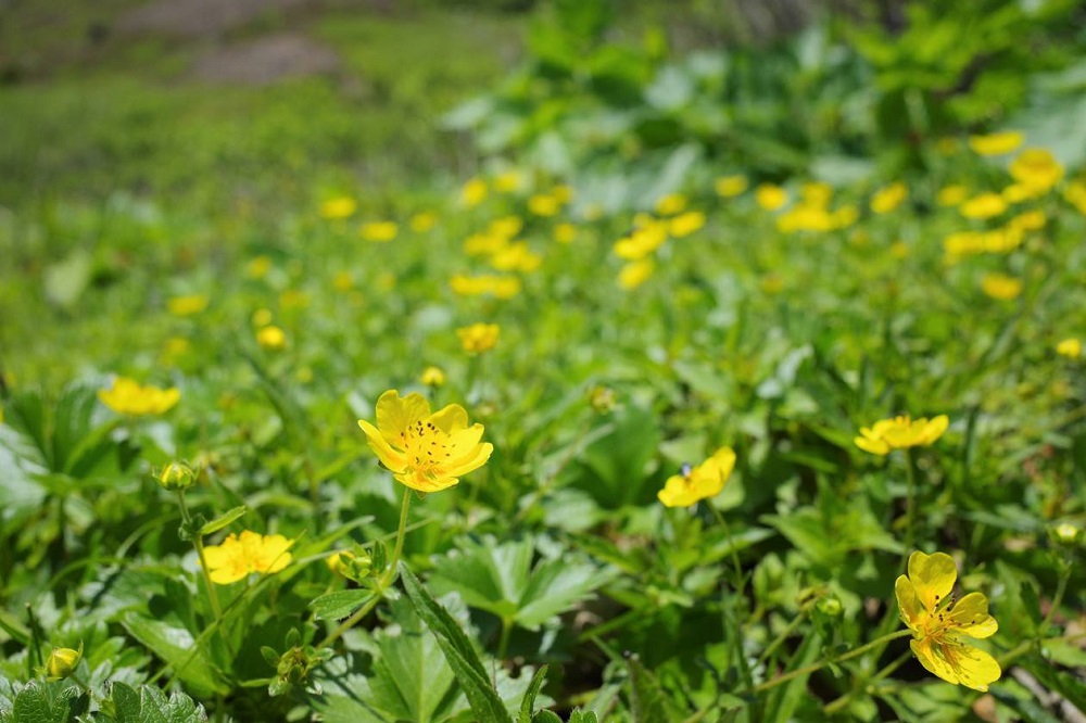 Potentilla Matsumurae